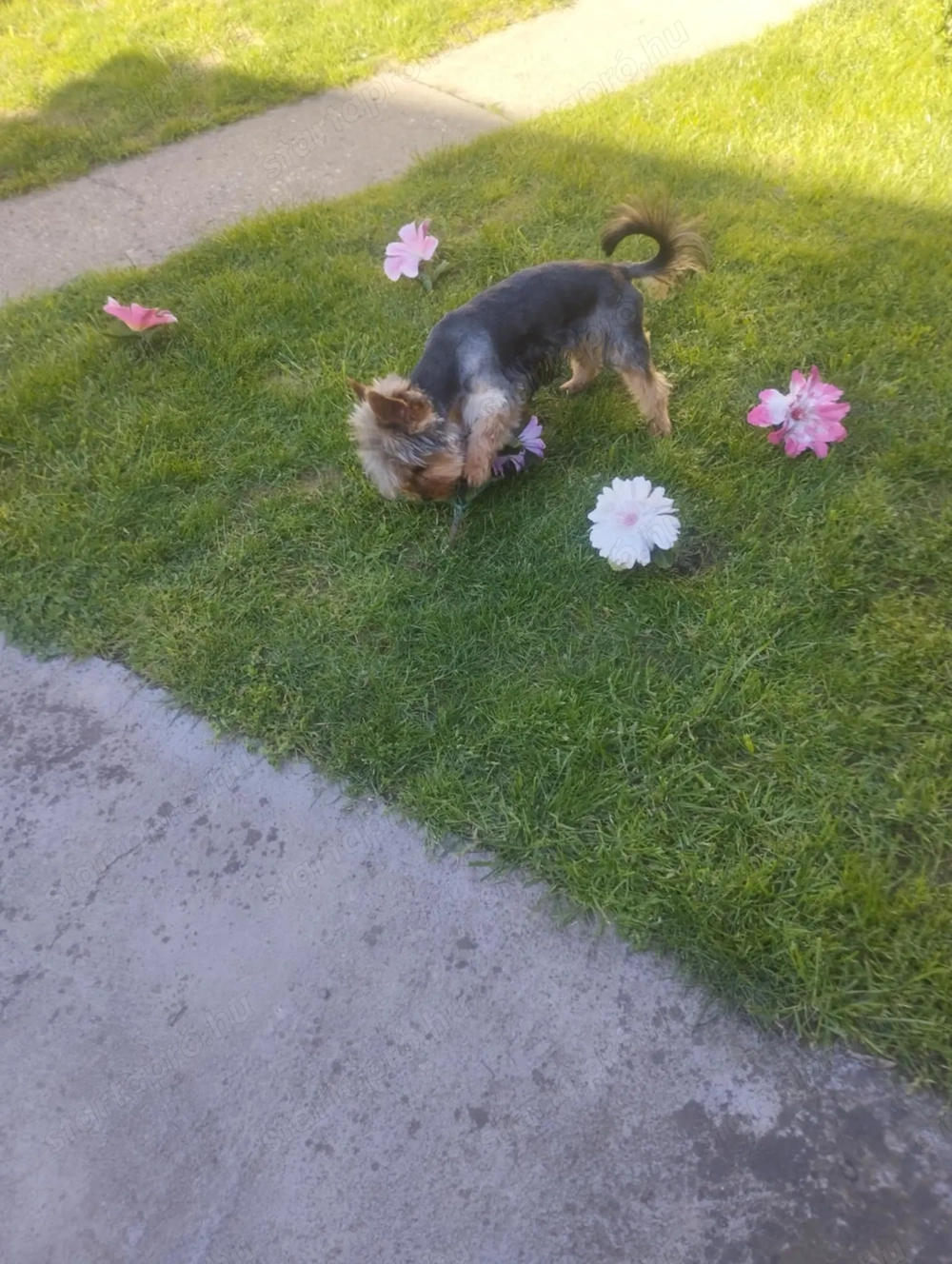 Felnőtt yorkshire terrier 