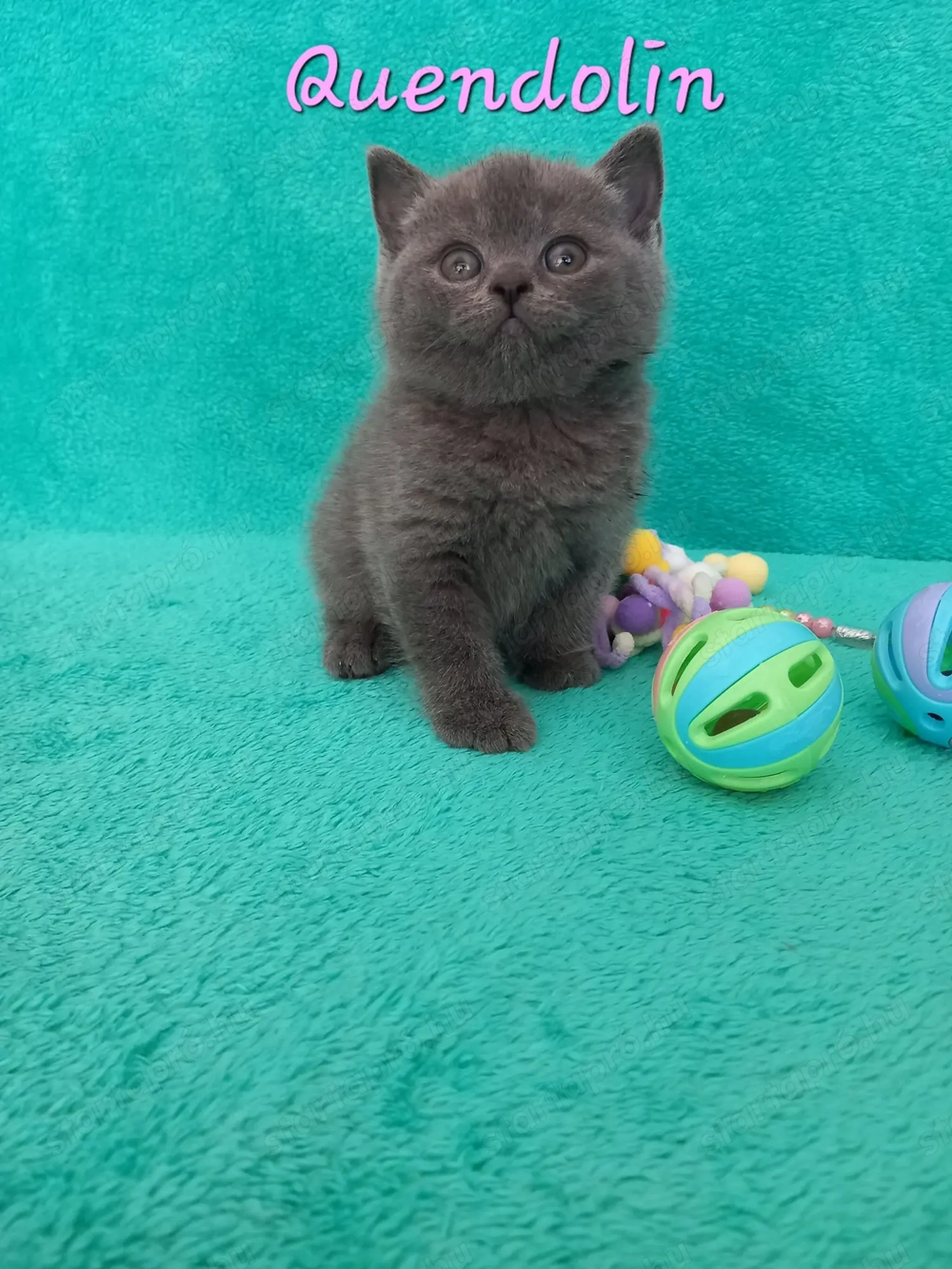 Kék brit rövidszőrű eladó cicák