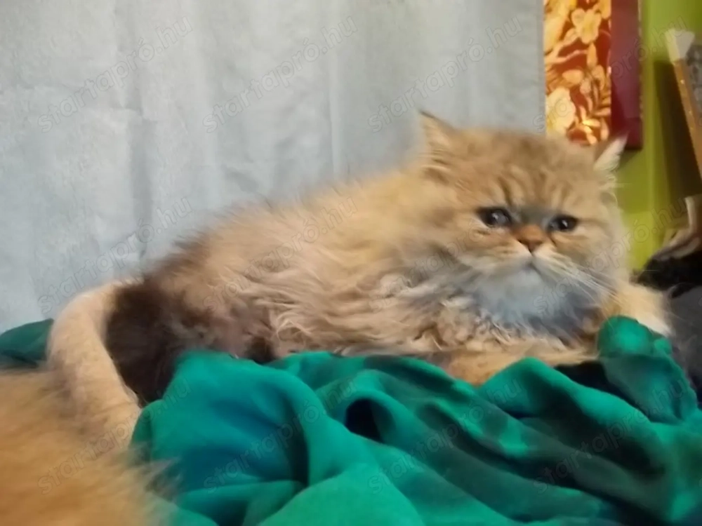 Arany csincsilla perzsa kandur eladó x