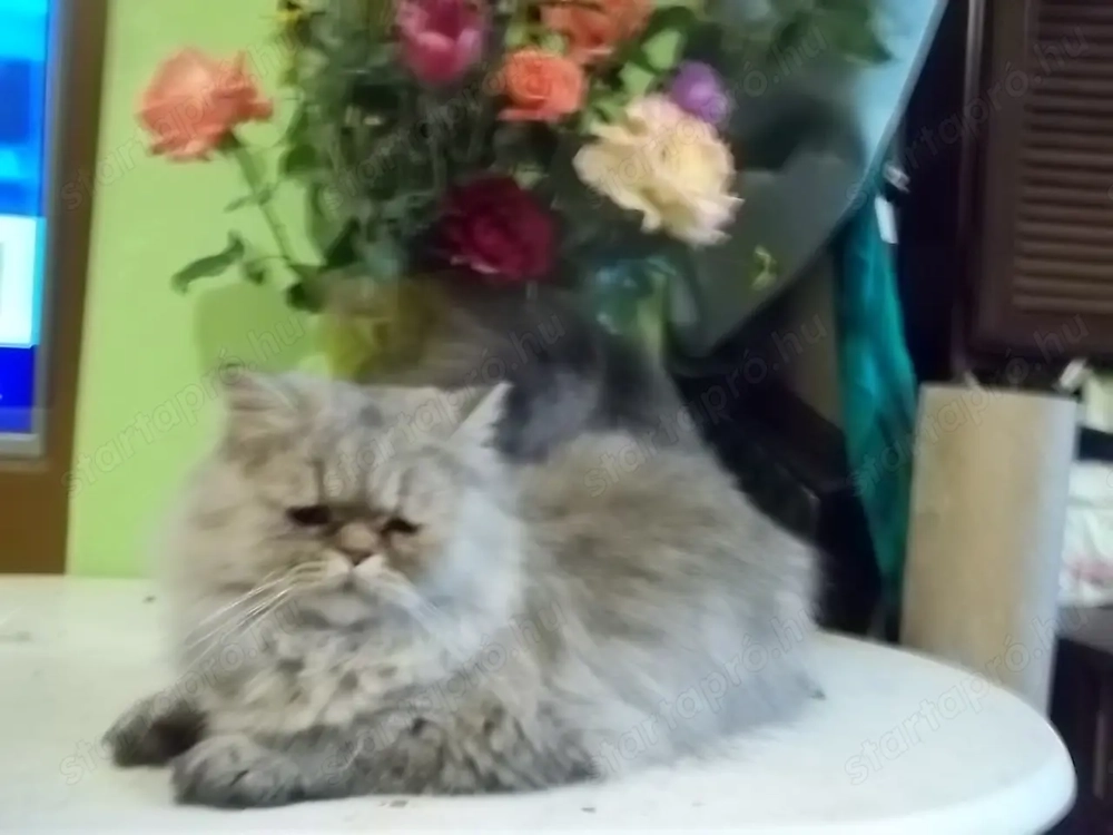 Arany csincsilla perzsa kandur eladó x