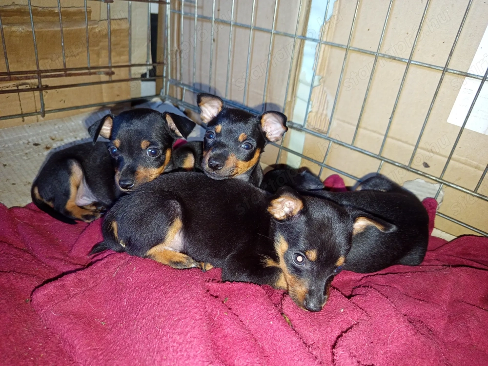 Törpe pincser kan kölykök