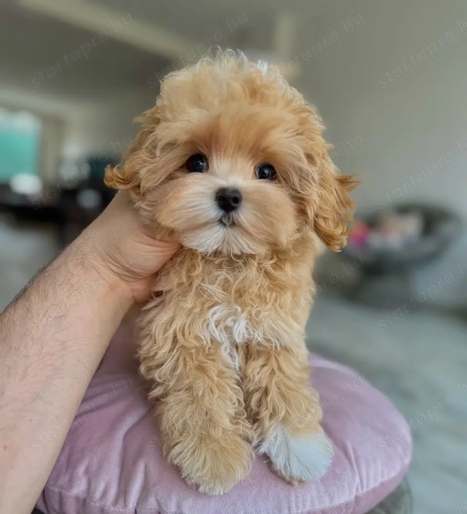 Mini Maltipoo 