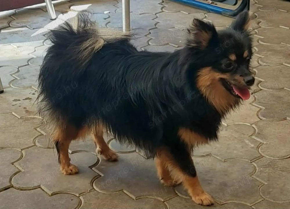 Spitcc kislányok várják az álom gazdit!