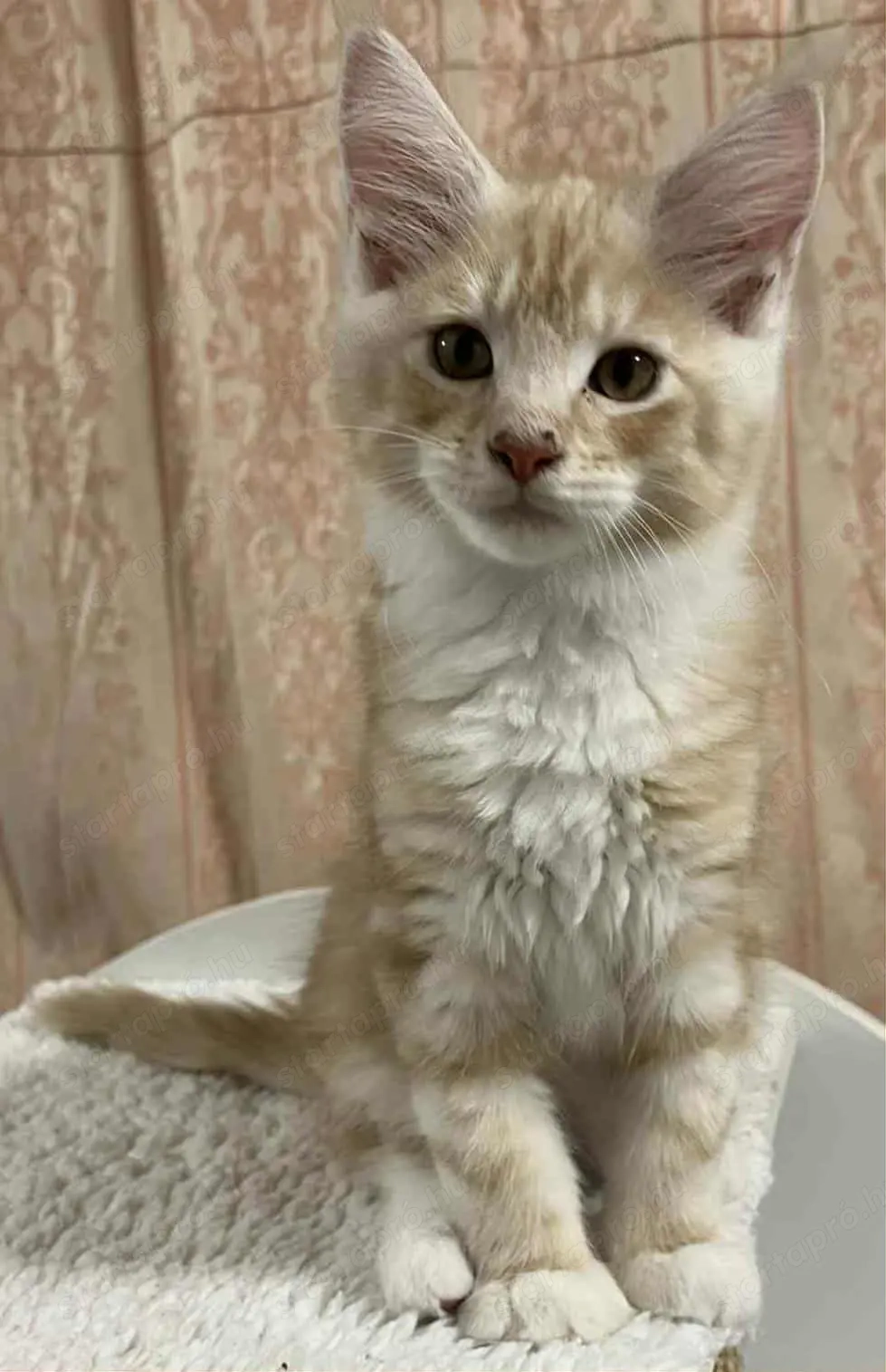 Maicone kölykök 10 hetesek 