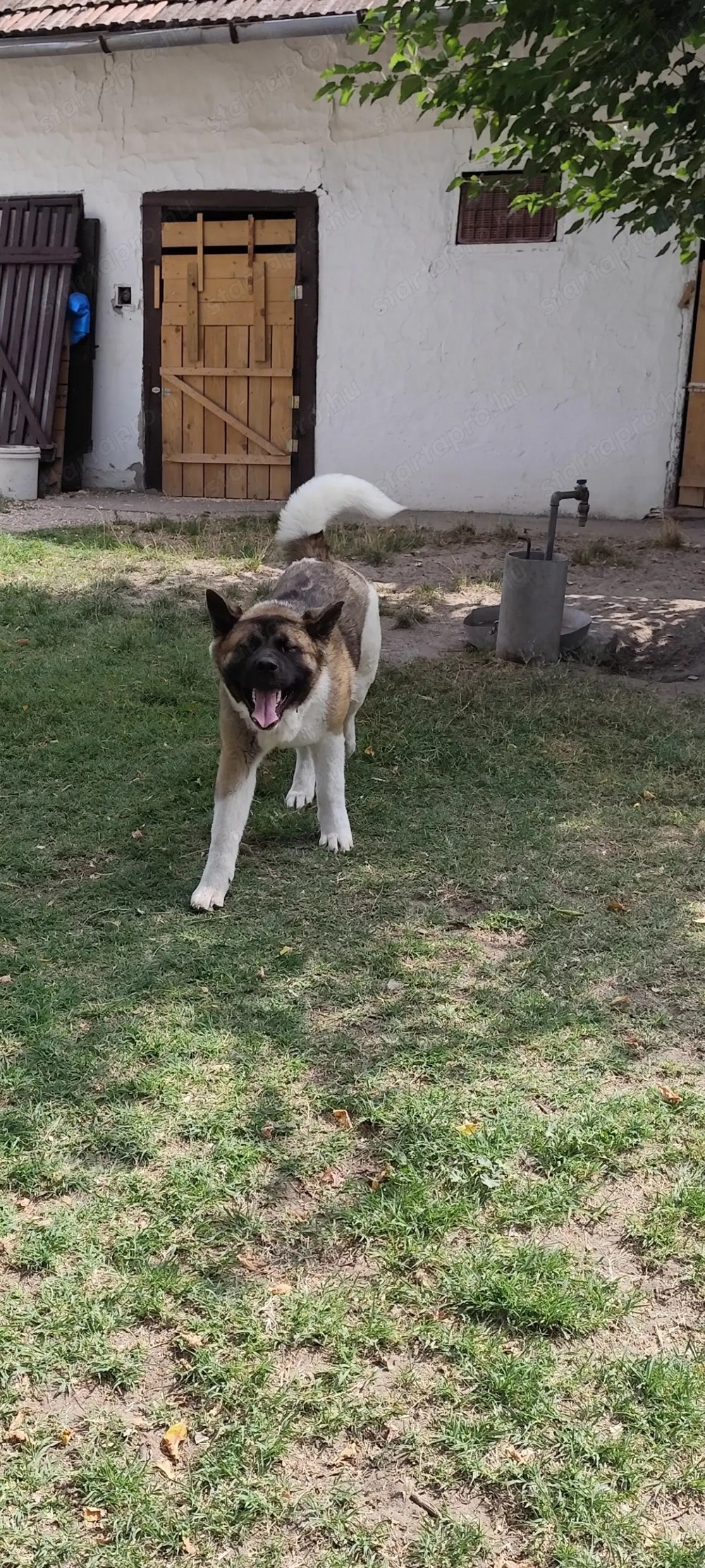 3 éves Törzskönyvezett Akita szuka keresi családját