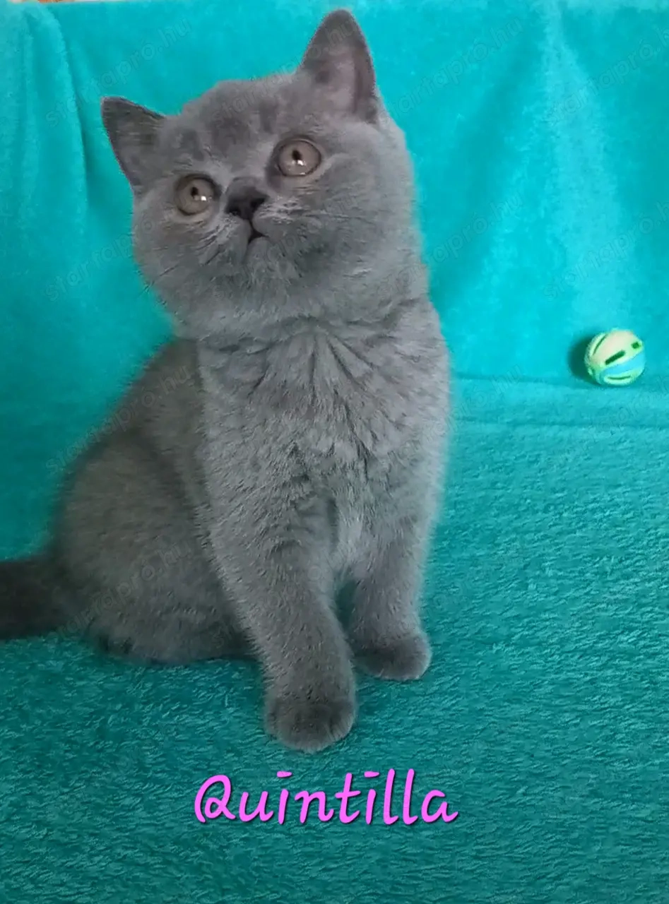 Kék brit rövidszőrű kislány eladó