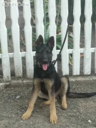 német juhász kutya 