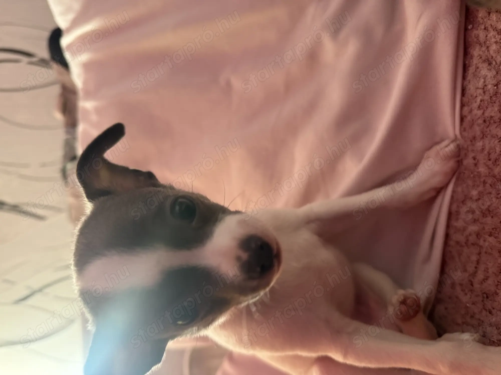 Csivava kölyök kutya 