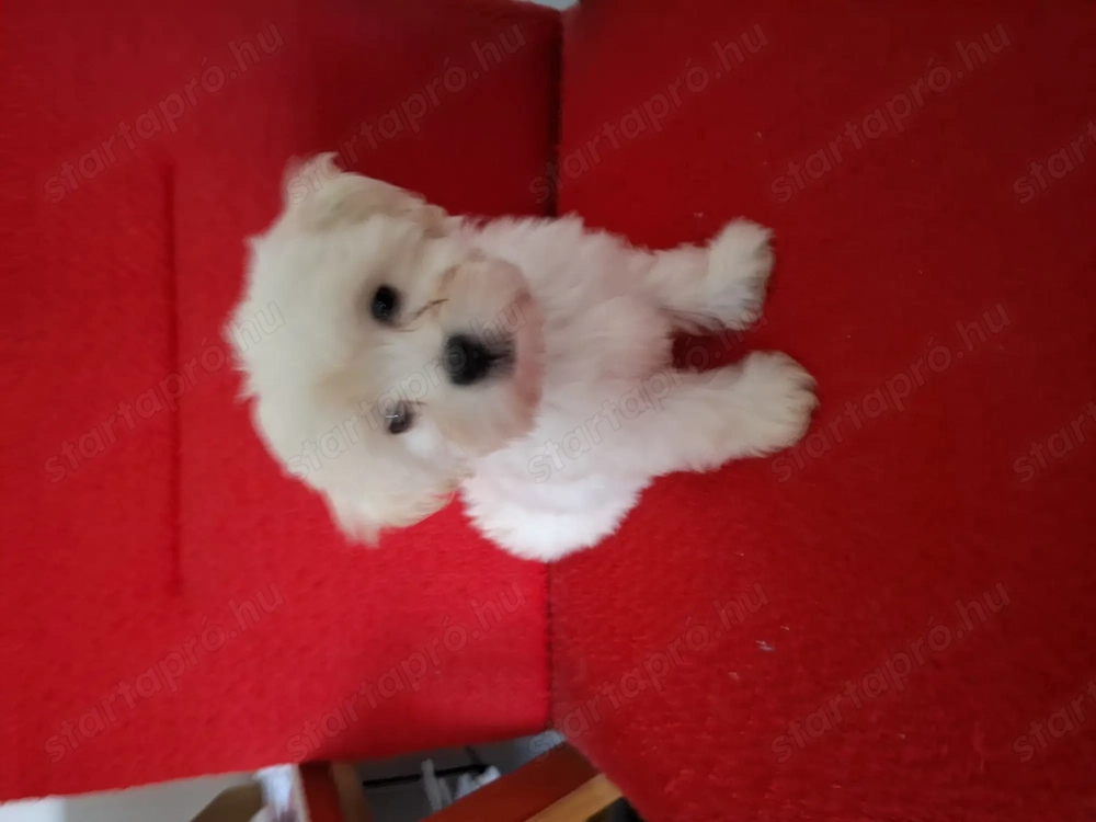 Bichon havanese kiskutyák!