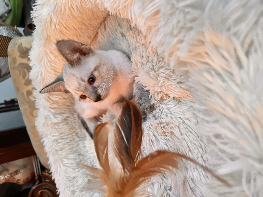 Sziámi ,és keleti rövidszőrű (orientáltis)cica macska