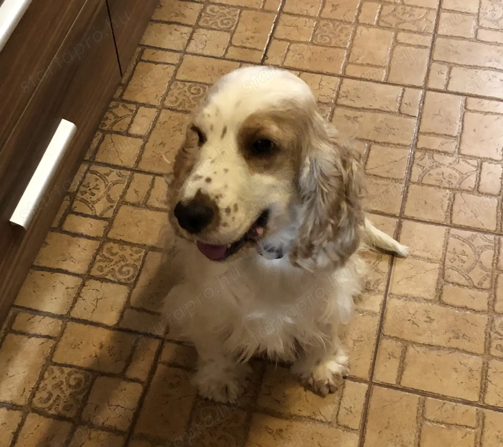 Angol cocker spániel törzskönyves szuka