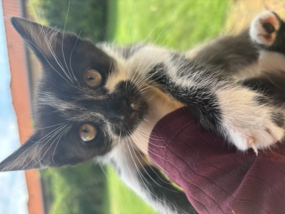 Kiscica cirmos feketefeher