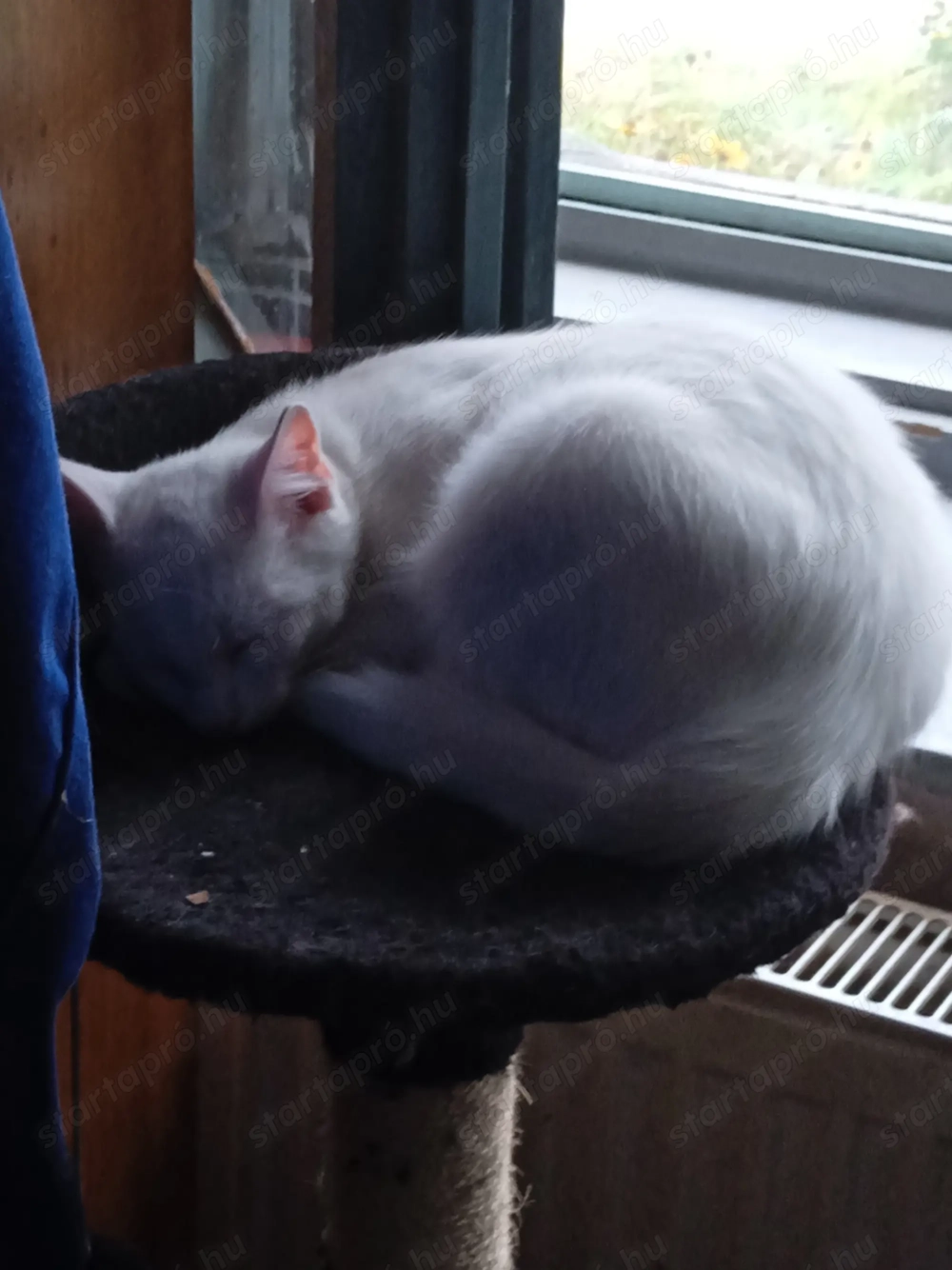 Cicák jó helyre ajándékba elvihetők