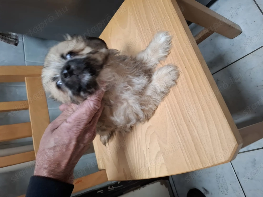 Bichon havanese kiskutyák 