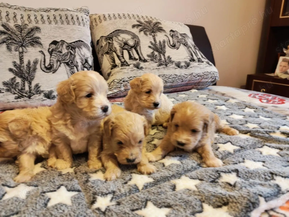 Maltipoo kiskutyák Karácsonyi elvitellel