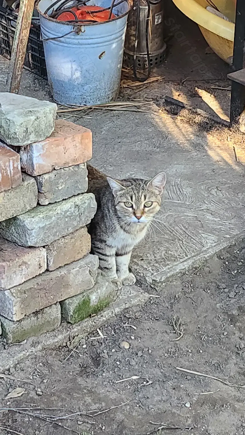 Gazdit keres egy cuki cica! 