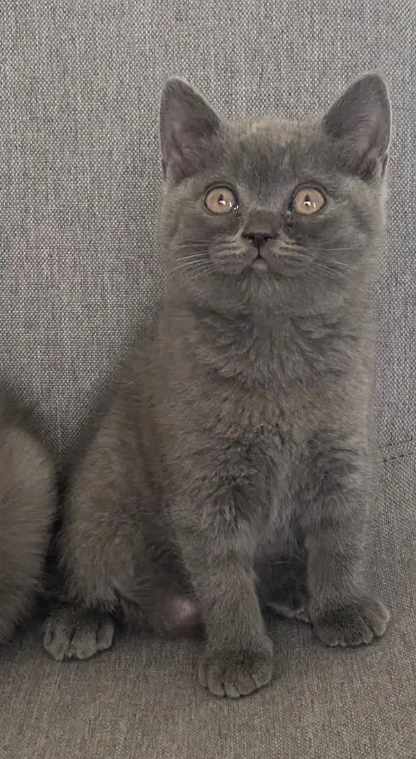 Britt kék cicák eladóak