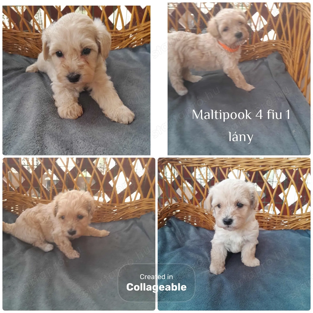 Maltipoo foglalhato 4 fiu es 1 lány
