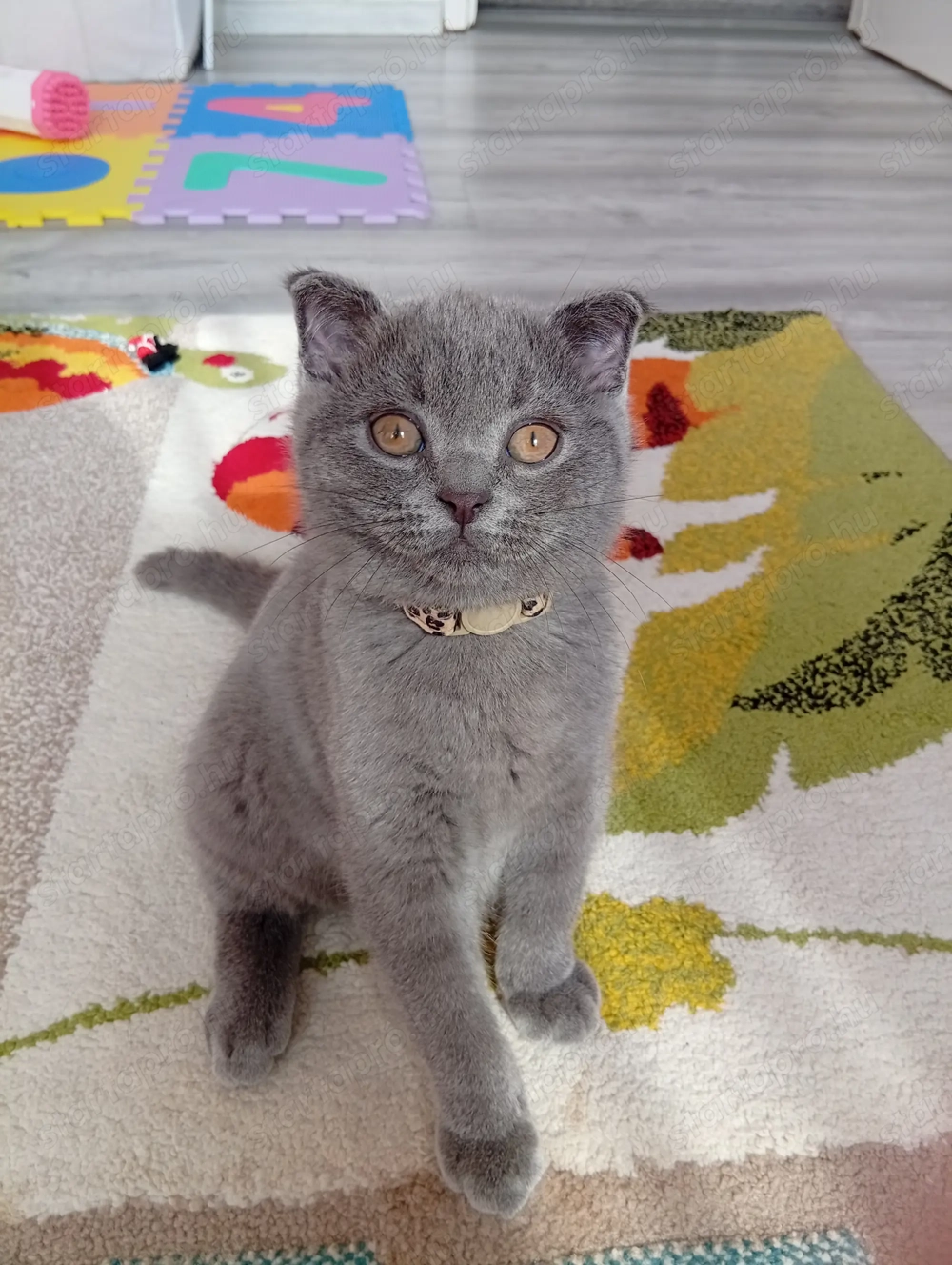 Skót lógófülű kiscica 