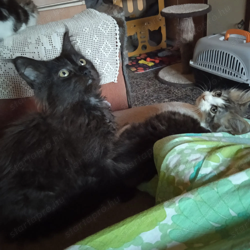 main coon babák oltva, f regtelenítve