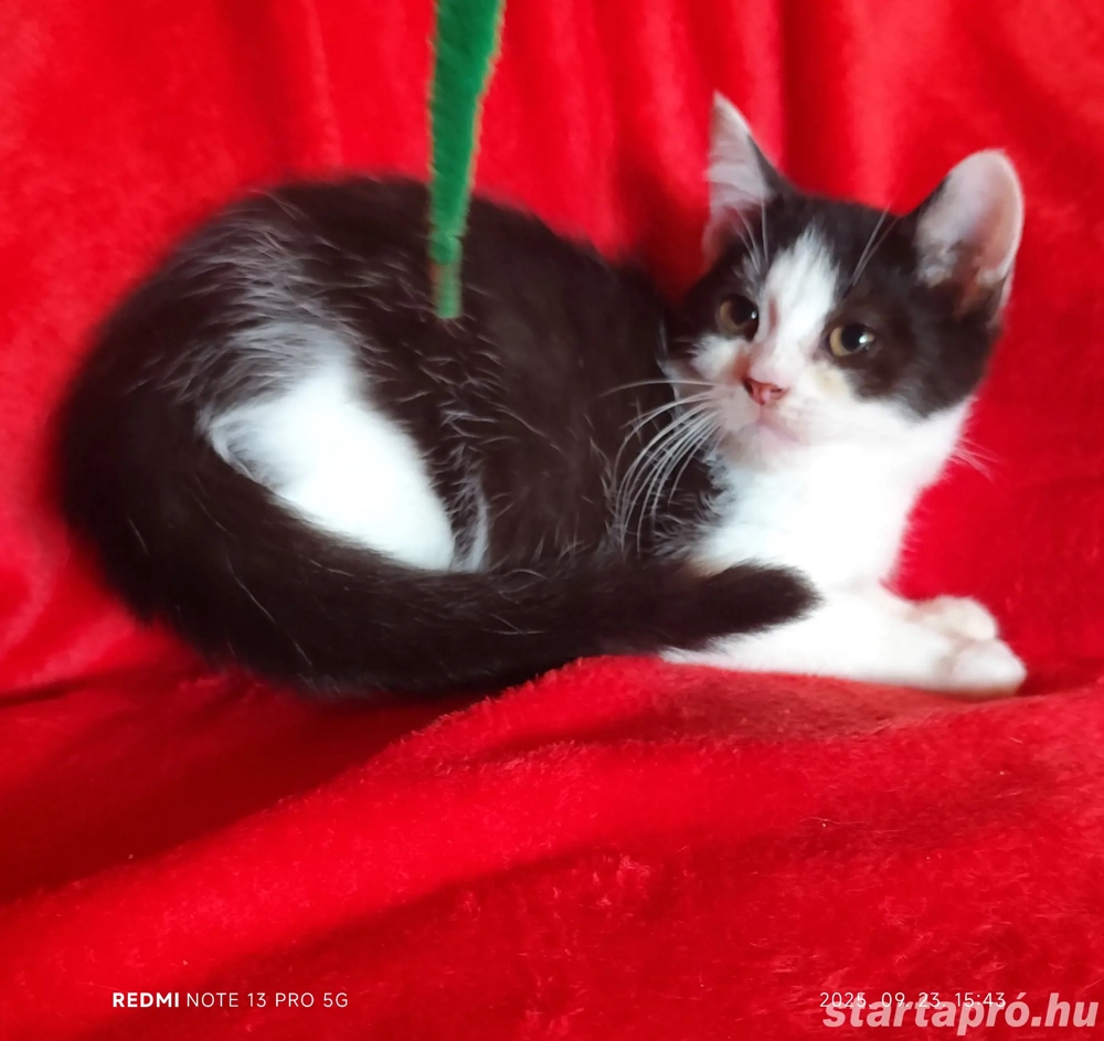 Félix fekete fehér brit