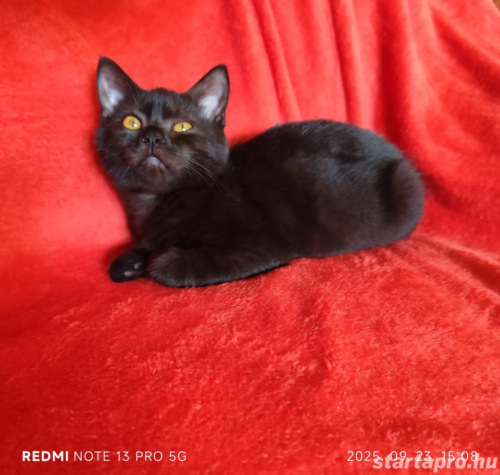 Fekete brit fiú elvihető 