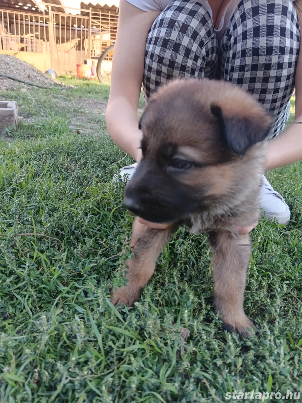 fajta tiszta németjuhász kiskutyák 