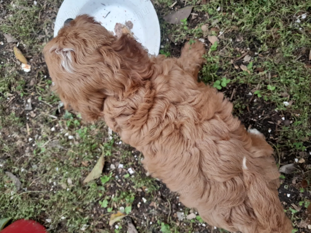 Cavipoo kiskutyák eladók.