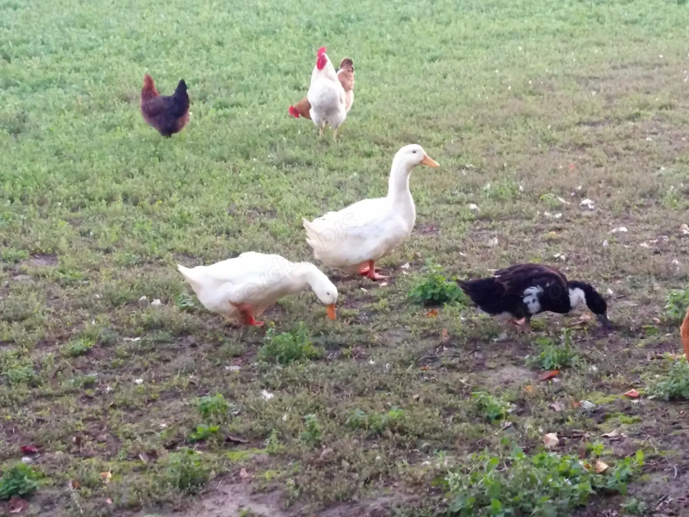 Hortobágyi Magyar kacsák eladók.