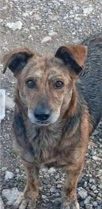 Gyepmesteri telepről mentett Babócának keresünk szerető gazdit