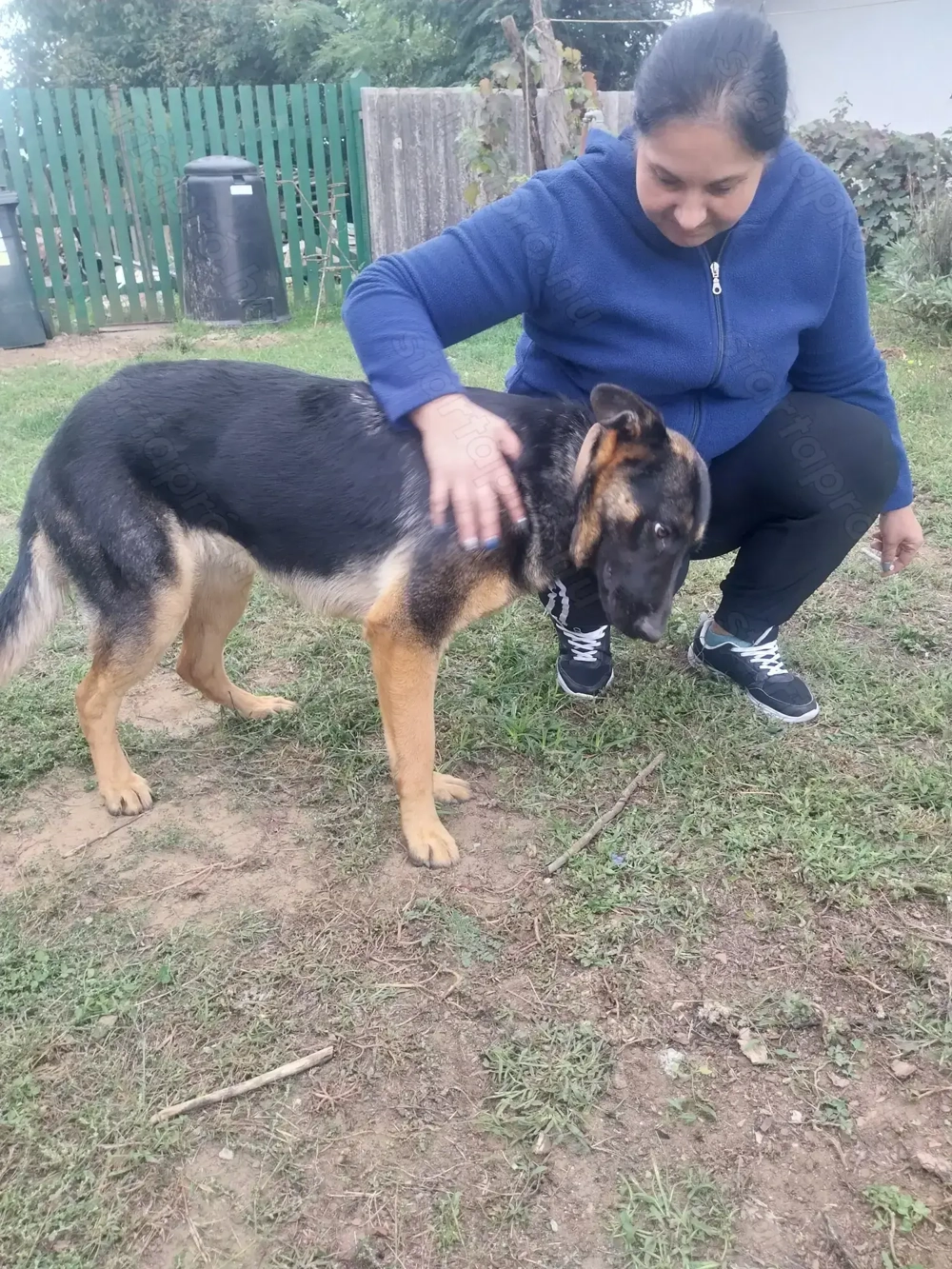 Német juhász szuka eladó 