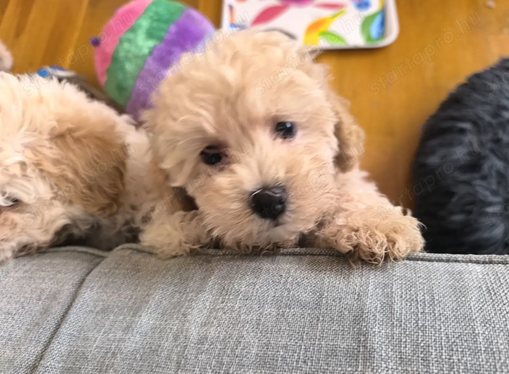 Maltipoo Törpe Fiúk eladók