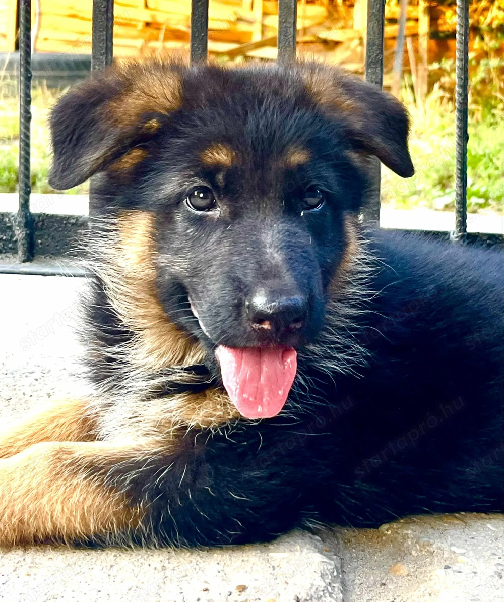 Német juhász németjuhász eladó kölyök szállítással is