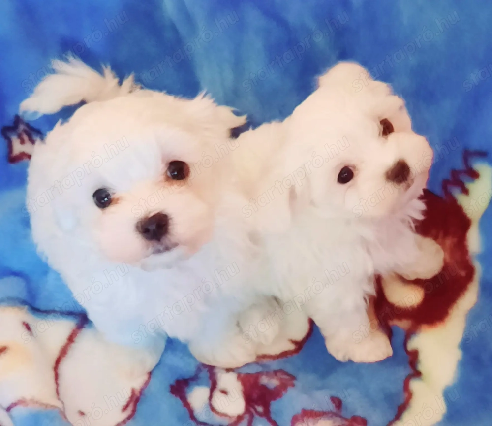 Törzskönyves szülőktől gyönyörűszép kis méretű Bichon Havanese kiskutyák eladók 