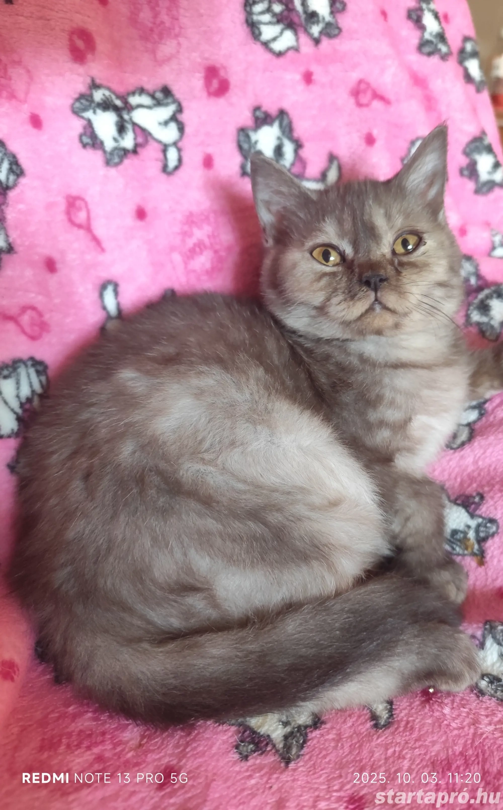 Fekete füst brit kandúr