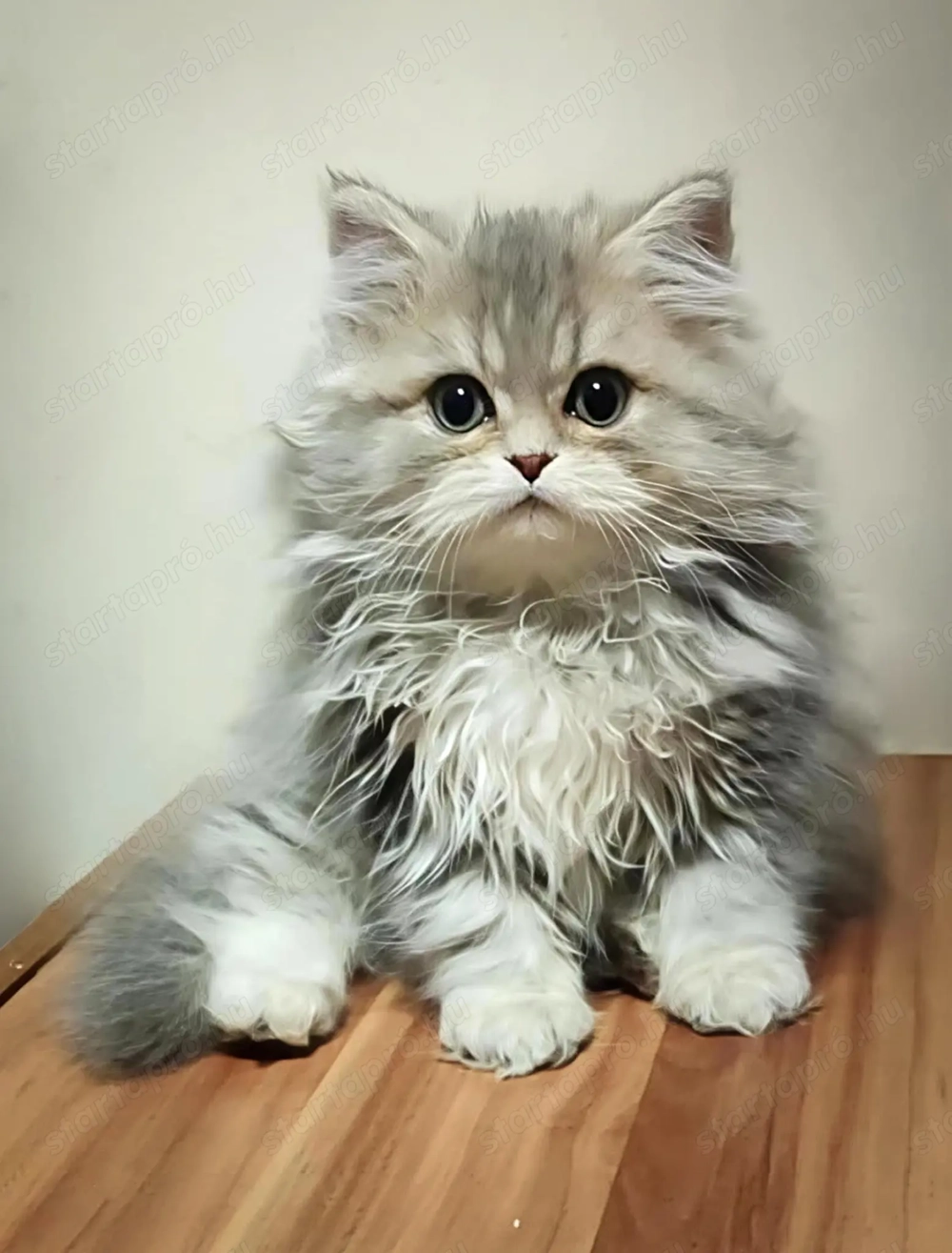 Eladó perzsa cicák!