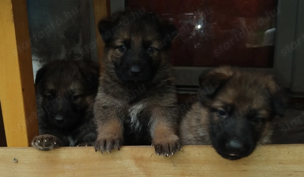 Ordas Németjuhász babák