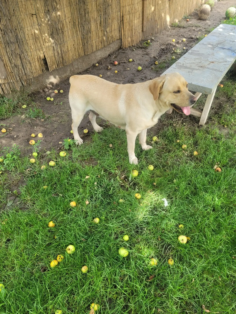 Labrador kölyök kutyák Előjegyezhetők.