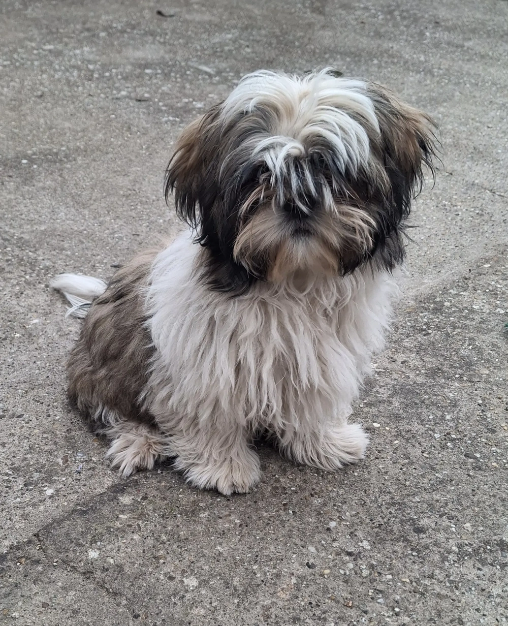 Shih-tzu kan kölyök eladó!