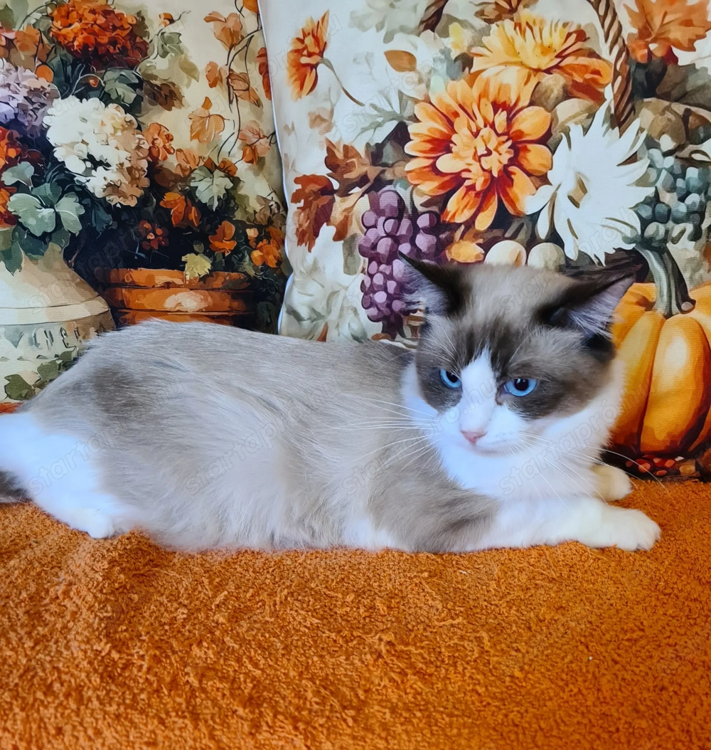 Törzskönyvezett szülőktől, Ragdoll kandúrok!