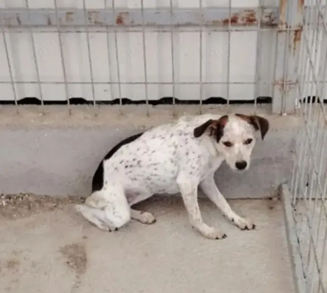 Jászladányi ebrendészeti telep gazdakeresői