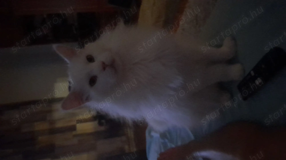 Gazdit keres benti cica