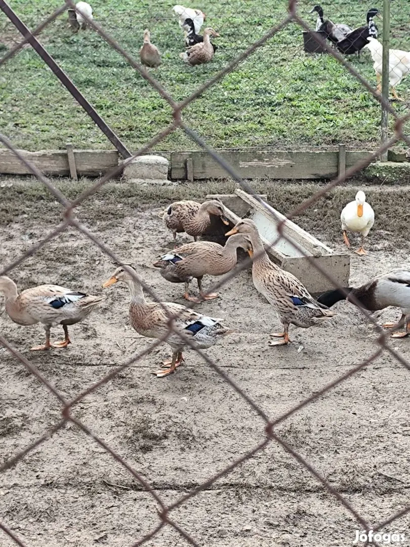 Indiai futókacsa eladó