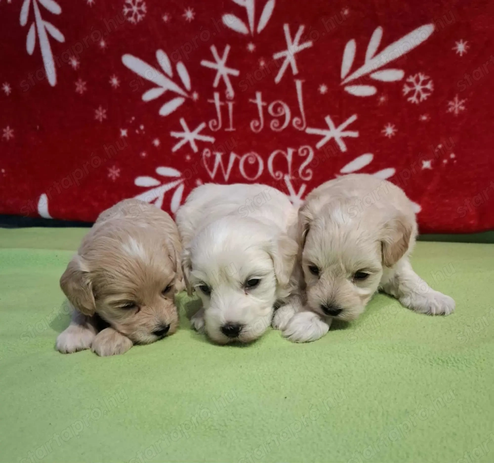 Maltipoo fajtatiszta jellegű kan kiskutyák foglalhatóak
