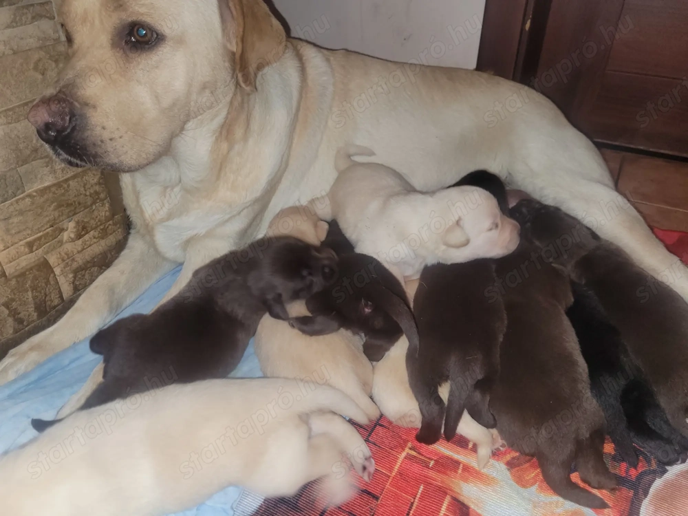 Labrador kölyök kutyák 