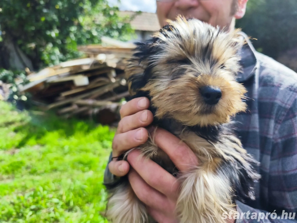 Yorkshire terrier kiskutyák keresik szerető gazdijukat