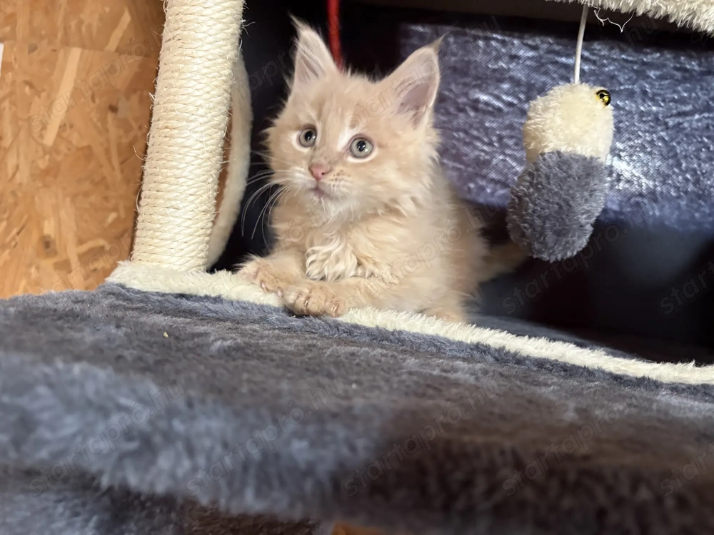 Maine Coon kiscicák