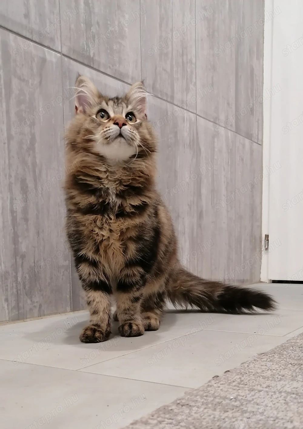 Maine Coon nőstény eladó 
