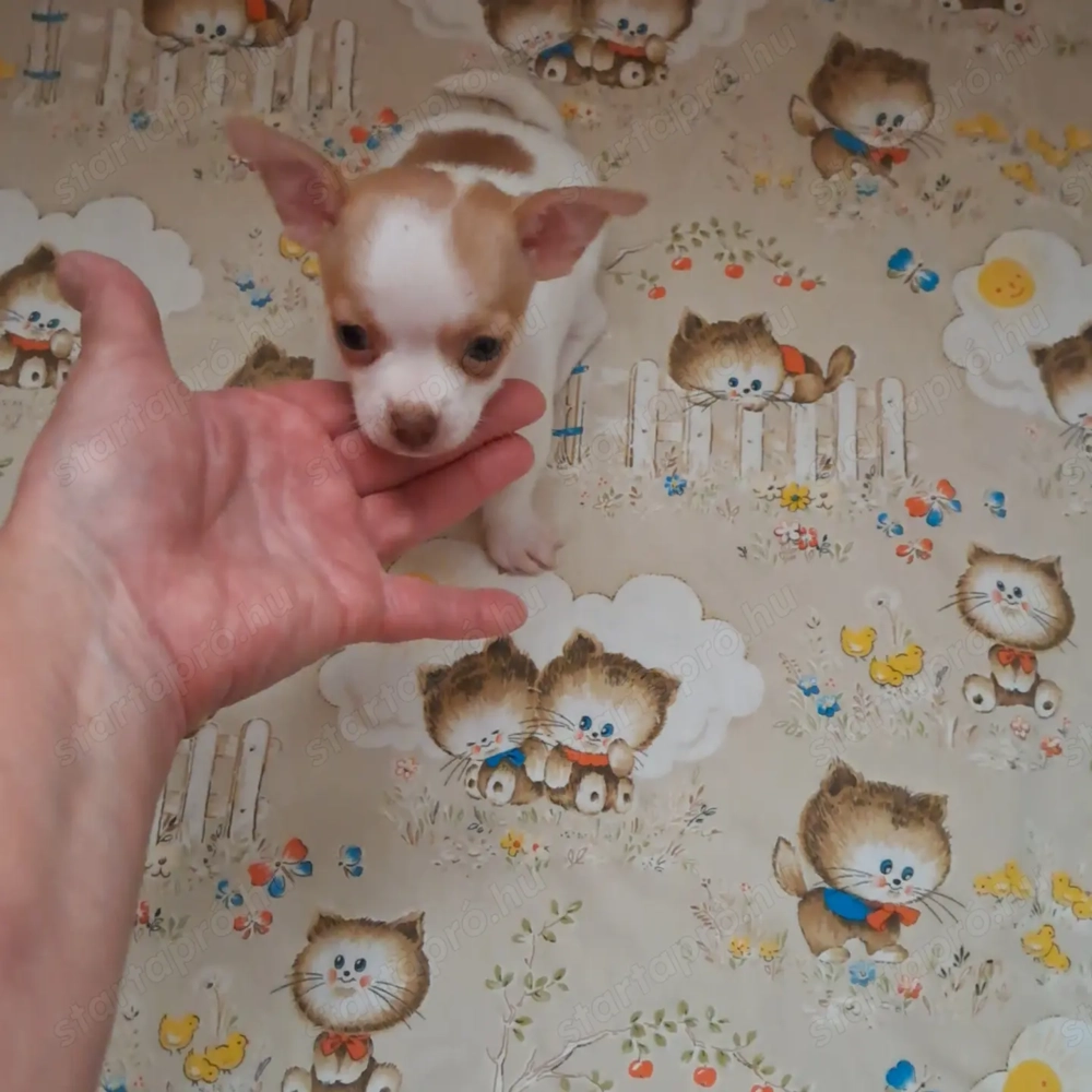 Tündéri,  mini méretű csivava kiskutya álomgazdira vár