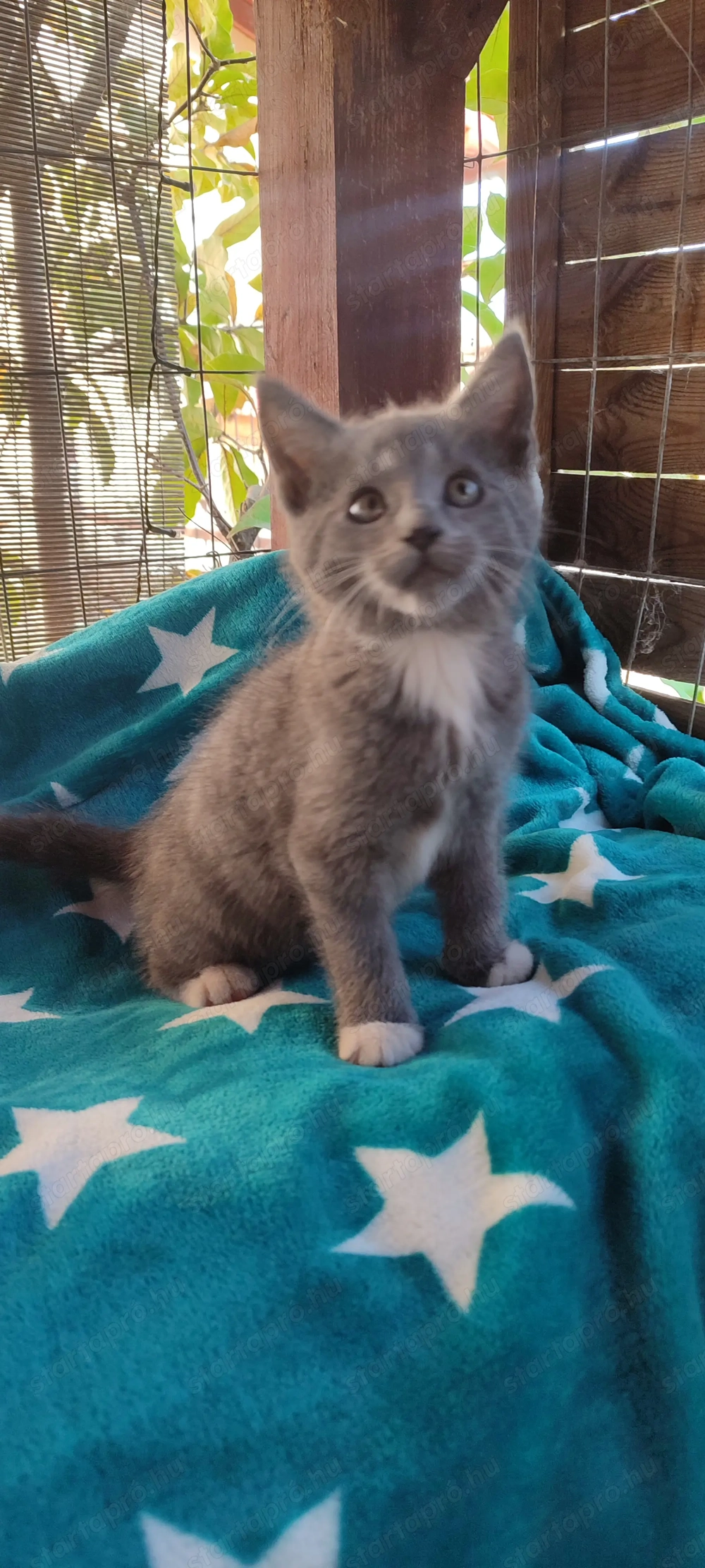 Maine coon keverék kiscicák eladók